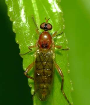 Image of Australoberis