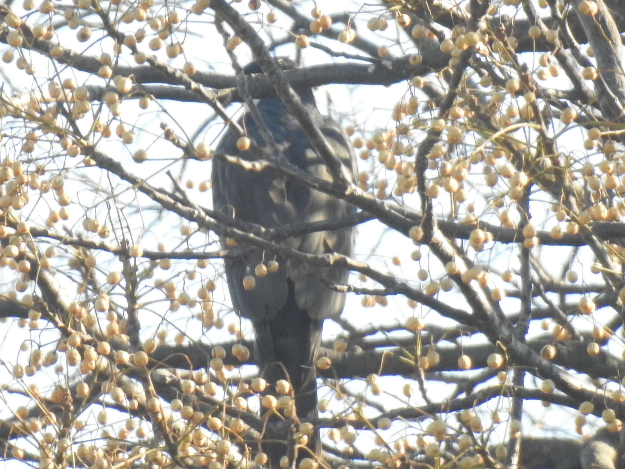 Image of Black Sparrowhawk