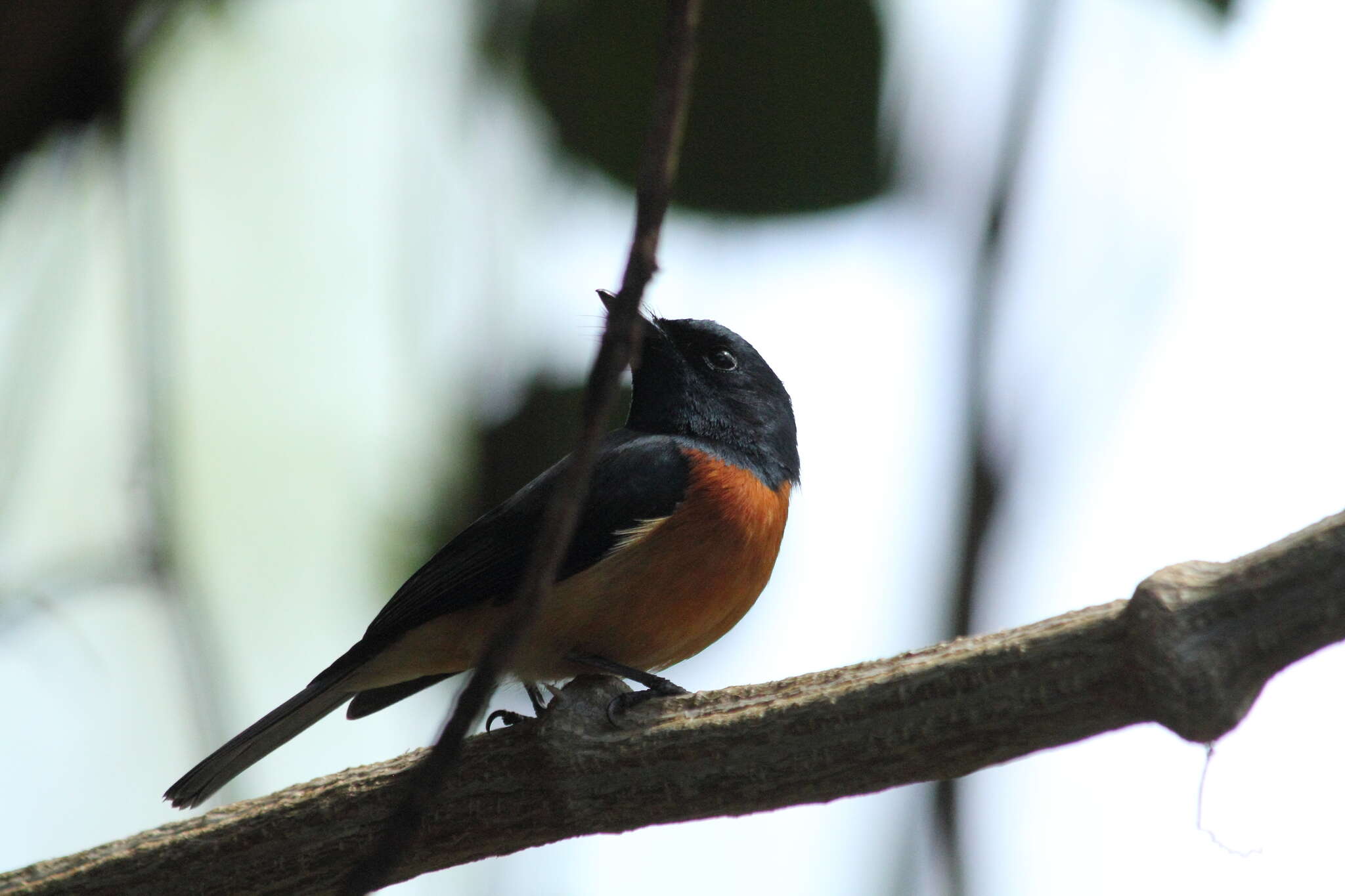 Image of Vanikoro Flycatcher