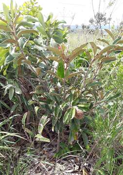 صورة Annona monticola Mart.