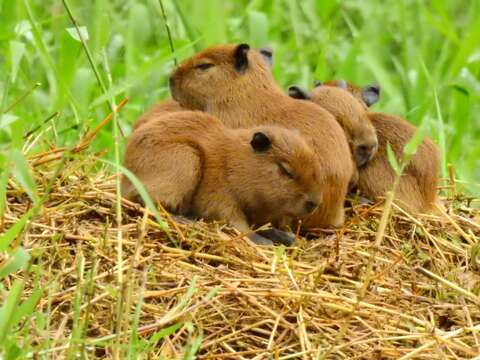 Image of Lesser Capybara