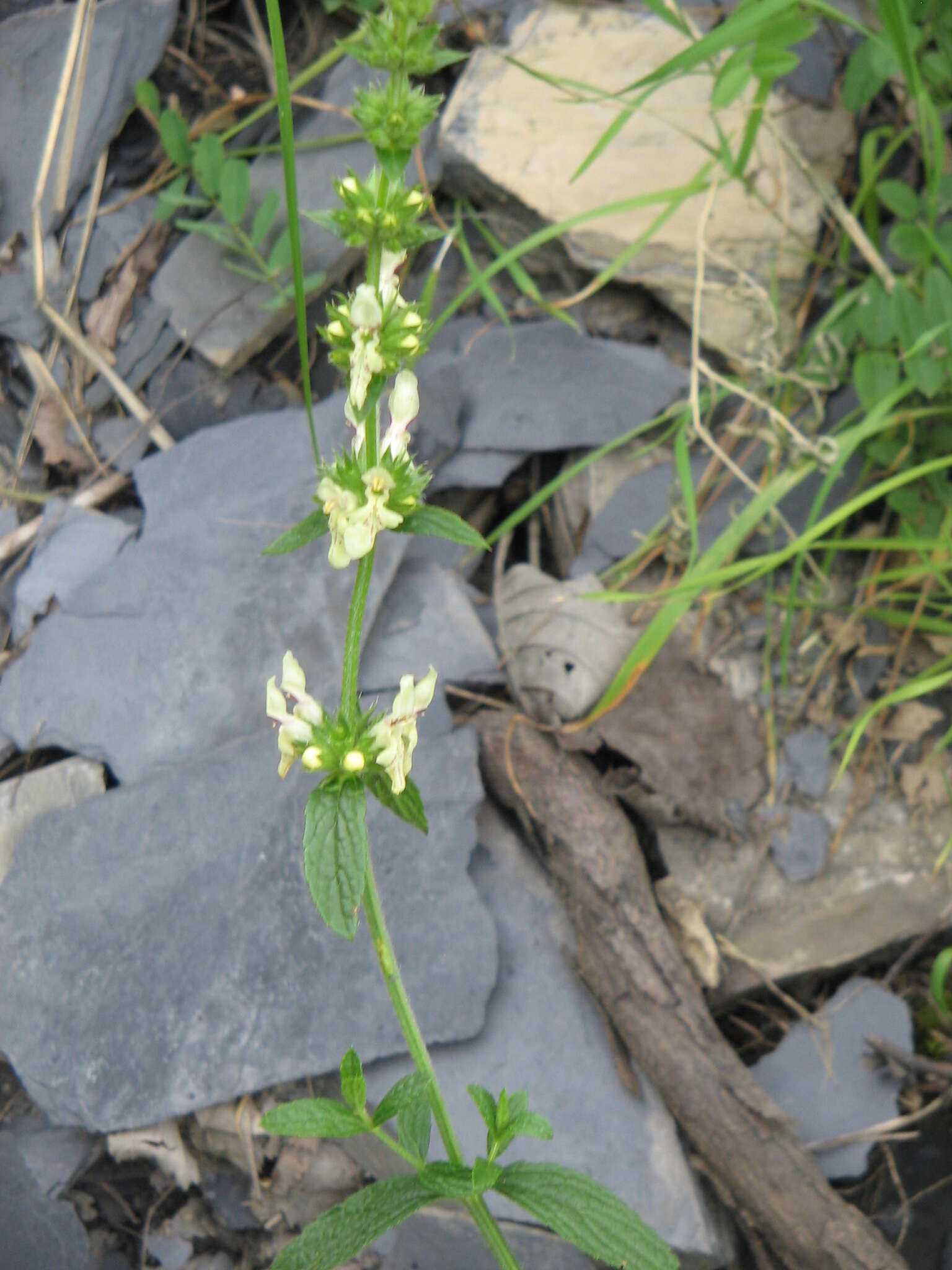 Image of stiff hedgenettle