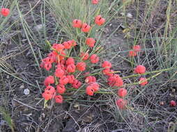 Image of Sea Grape