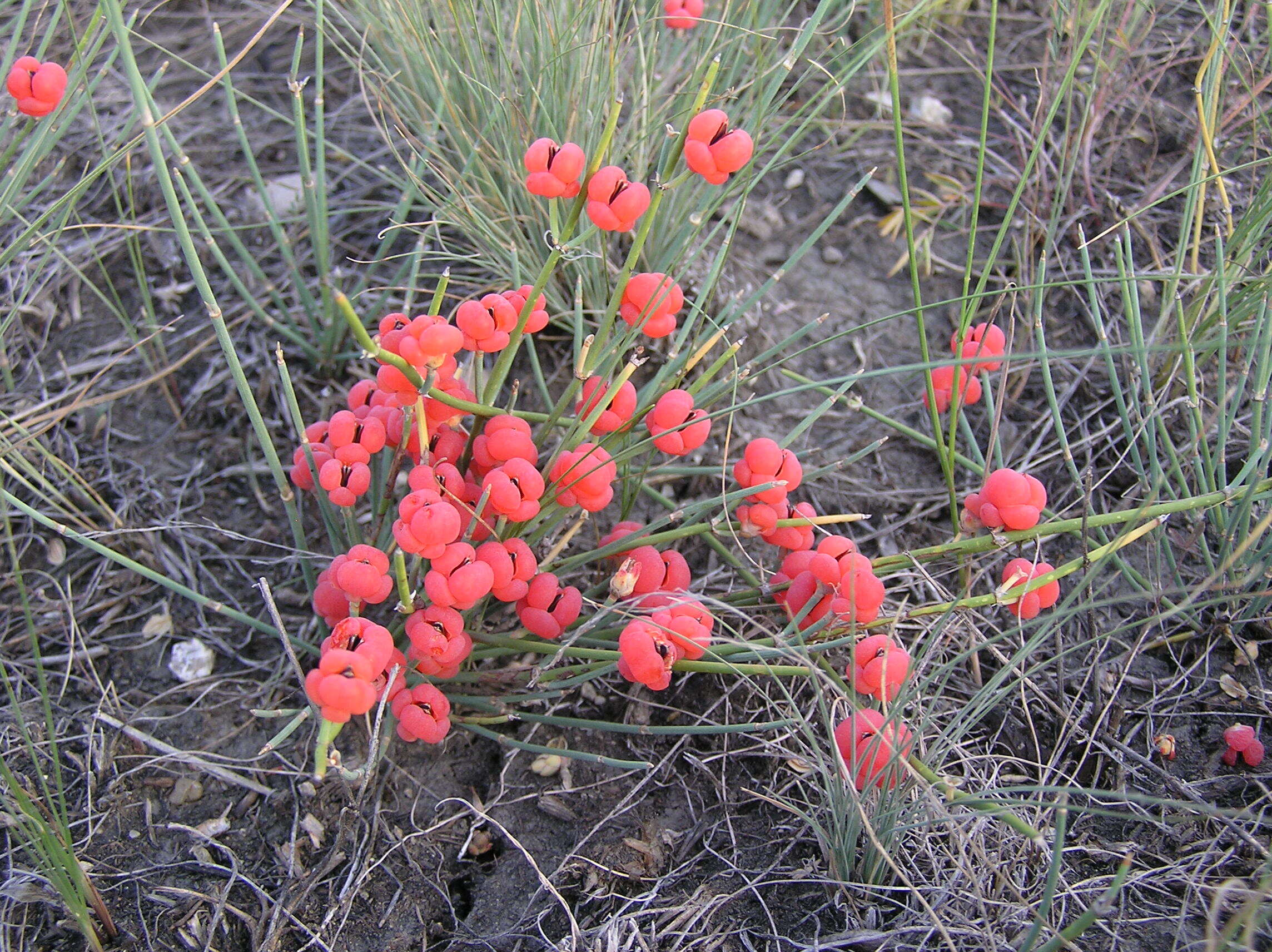 Image of Sea Grape