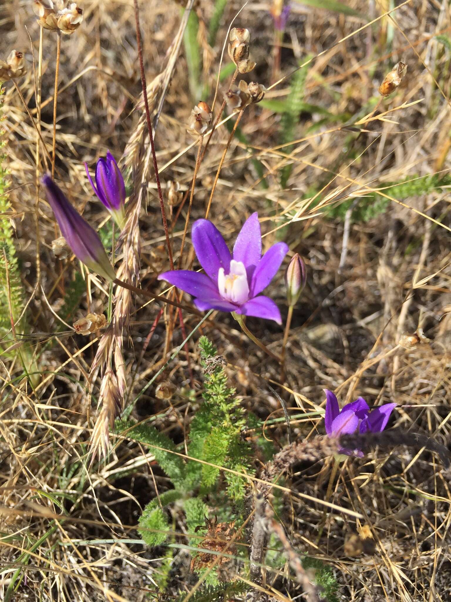 Image of starflower brodiaea