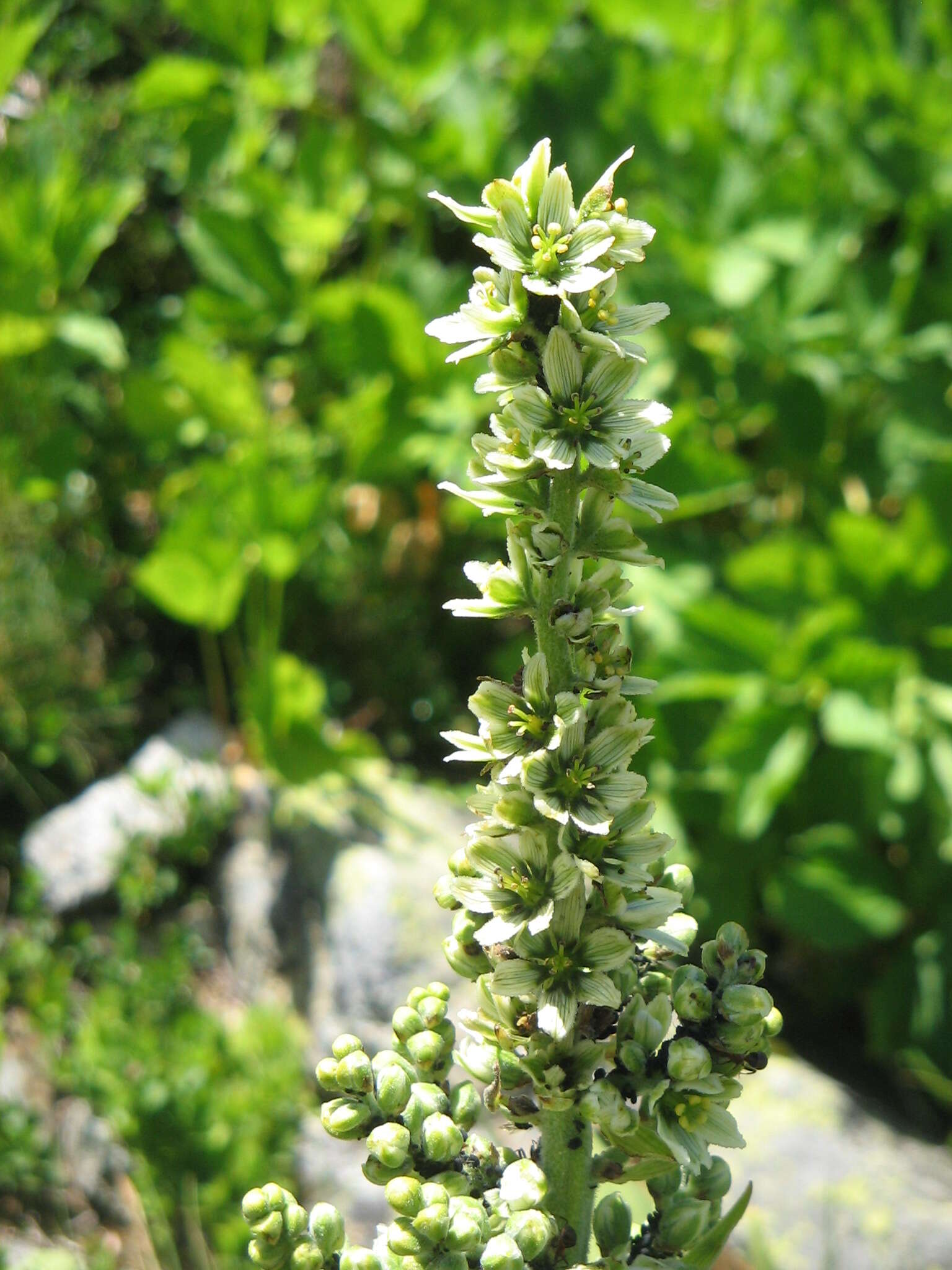 Image of European white hellebore