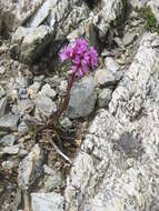 Слика од Silene suecica (Loddiges) Greuter & Burdet