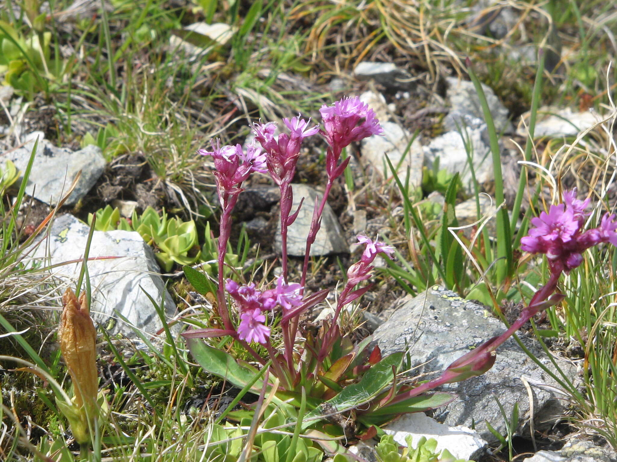 Слика од Silene suecica (Loddiges) Greuter & Burdet