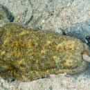 Image of Curryfish
