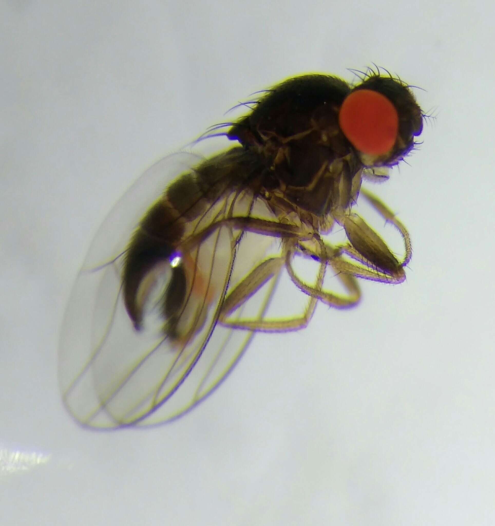 Image of Drosophila subsilvestris Hardy & Kaneshiro 1968