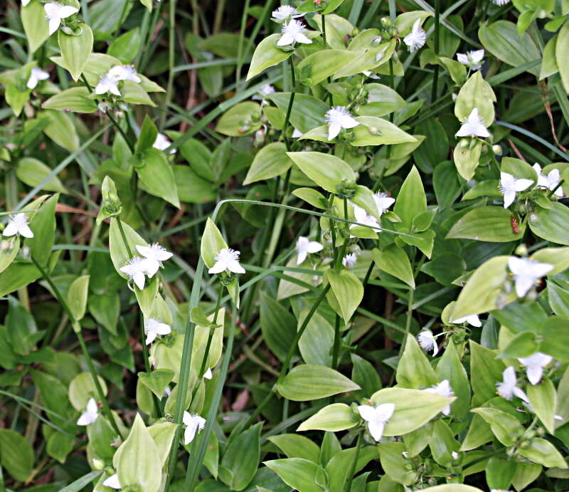 Image of small-leaf spiderwort