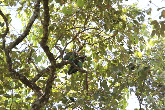 Image of Brown-necked Parrot