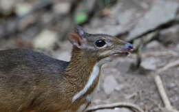 Image of Lesser Mouse-deer