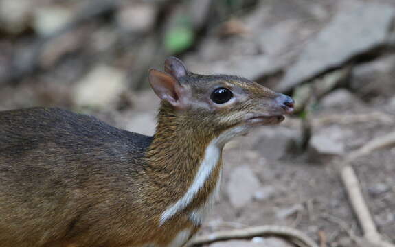 Image de Chevrotain kanchil