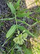 Image of sidecluster milkweed