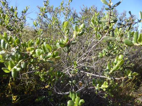 Imagem de Endotropis crocea subsp. pilosa (Trel. ex Curran) Hauenschild