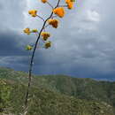 Imagem de Agave chrysantha Peebles