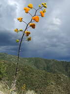 Image of goldenflower century plant