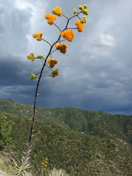 Image of goldenflower century plant