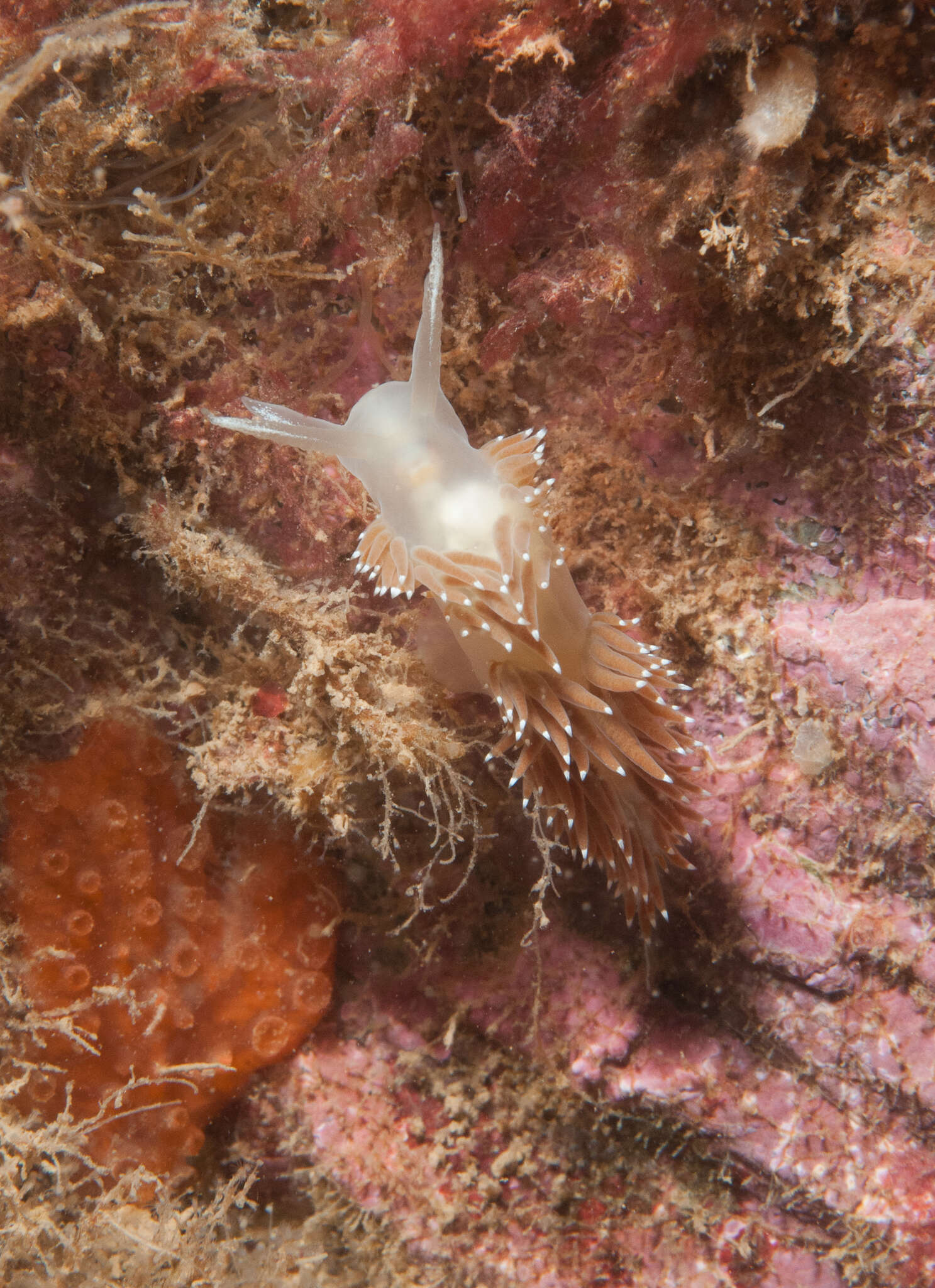 Image of Hymedesmia (Hymedesmia) canadensis Ginn, Logan, Thomas & van Soest 1998