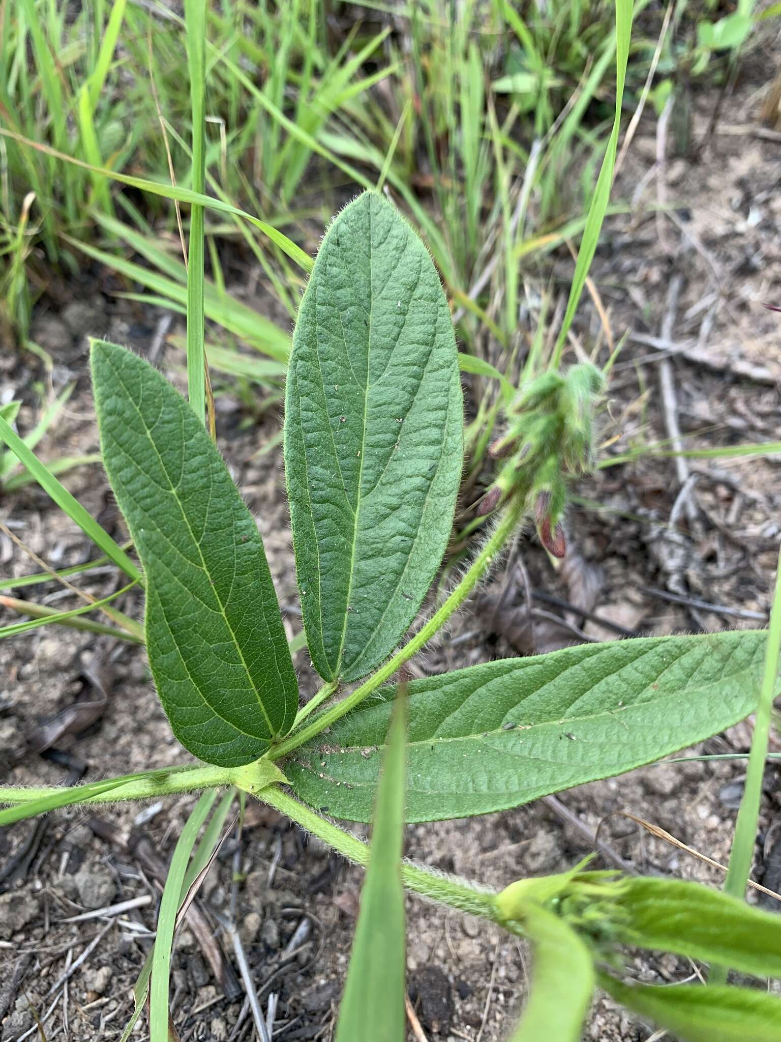 Image of Eriosema cordatum E. Mey.