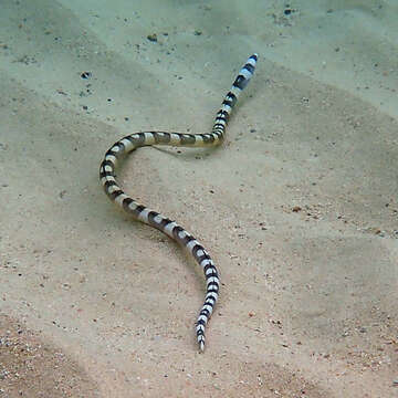 Image of Convict snake eel