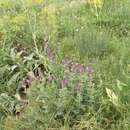 Image of Salvia deserta Schangin