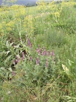 Image of Salvia deserta Schangin