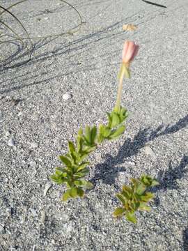 Oenothera humifusa Nutt. resmi