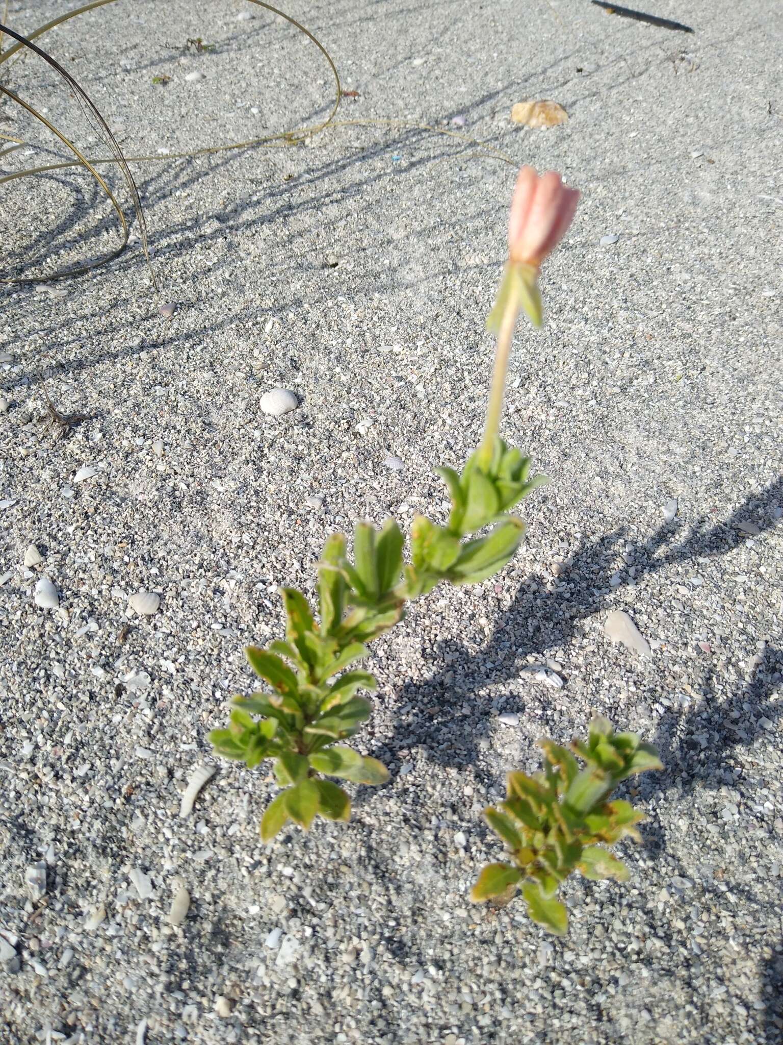 Image of seabeach evening primrose