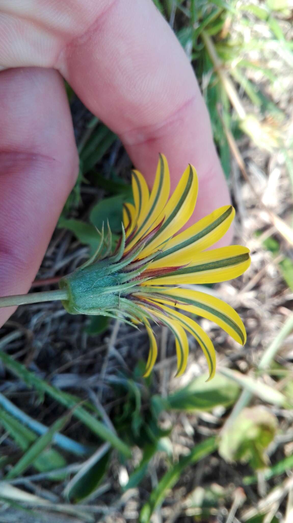 Image of <i>Gazania <i>linearis</i></i> subsp. linearis