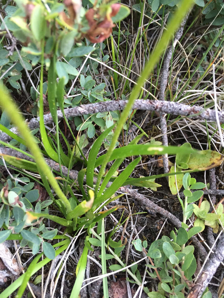 Image of western false asphodel