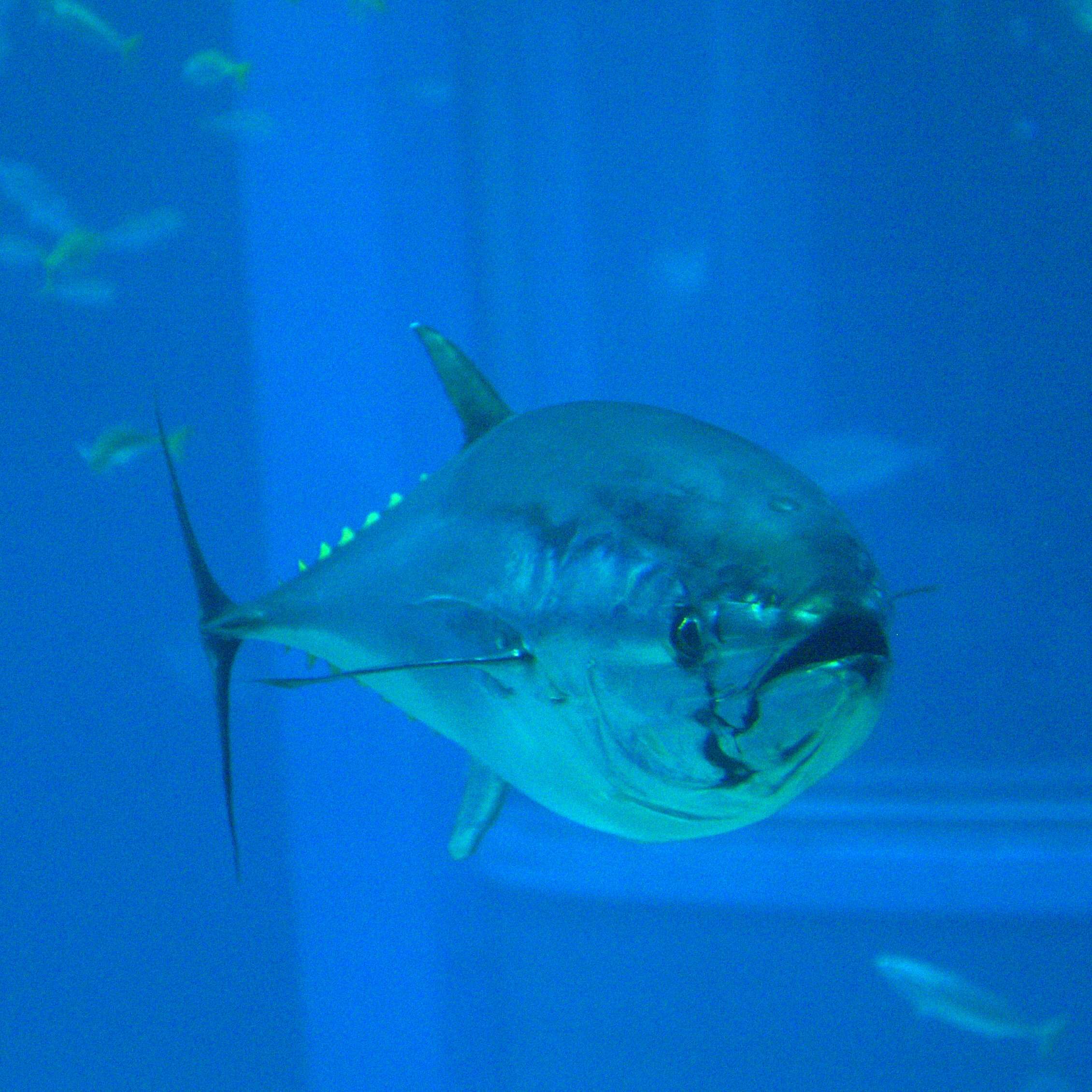 Image of Pacific Bluefin Tuna