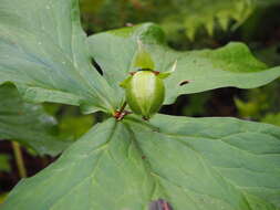 Image of Trillium camschatcense Ker Gawl.