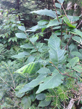 Image of American beech