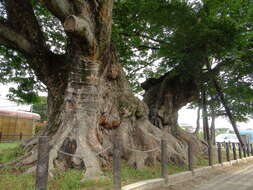 Image of Japanese Zelkova