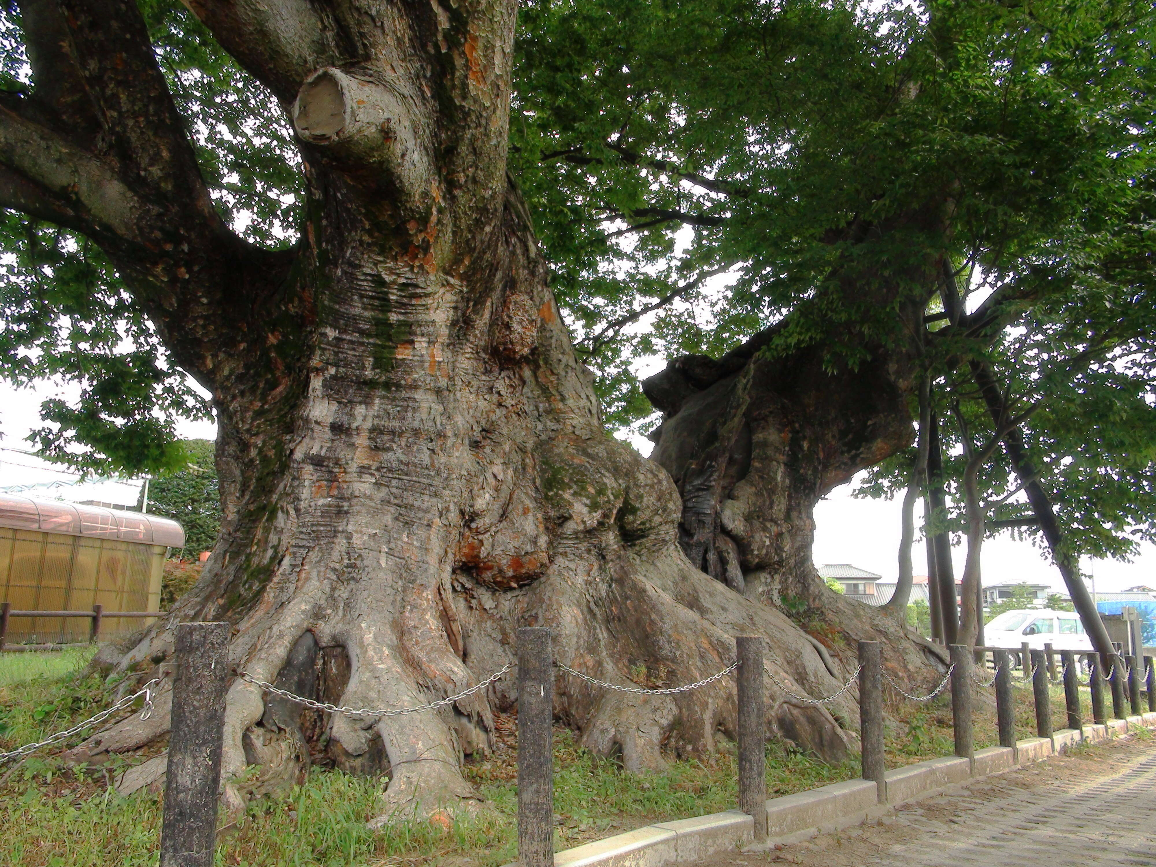 Image de Zelkova serrata (Thunb.) Makino