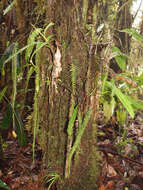 Image of scaly dwarf polypody