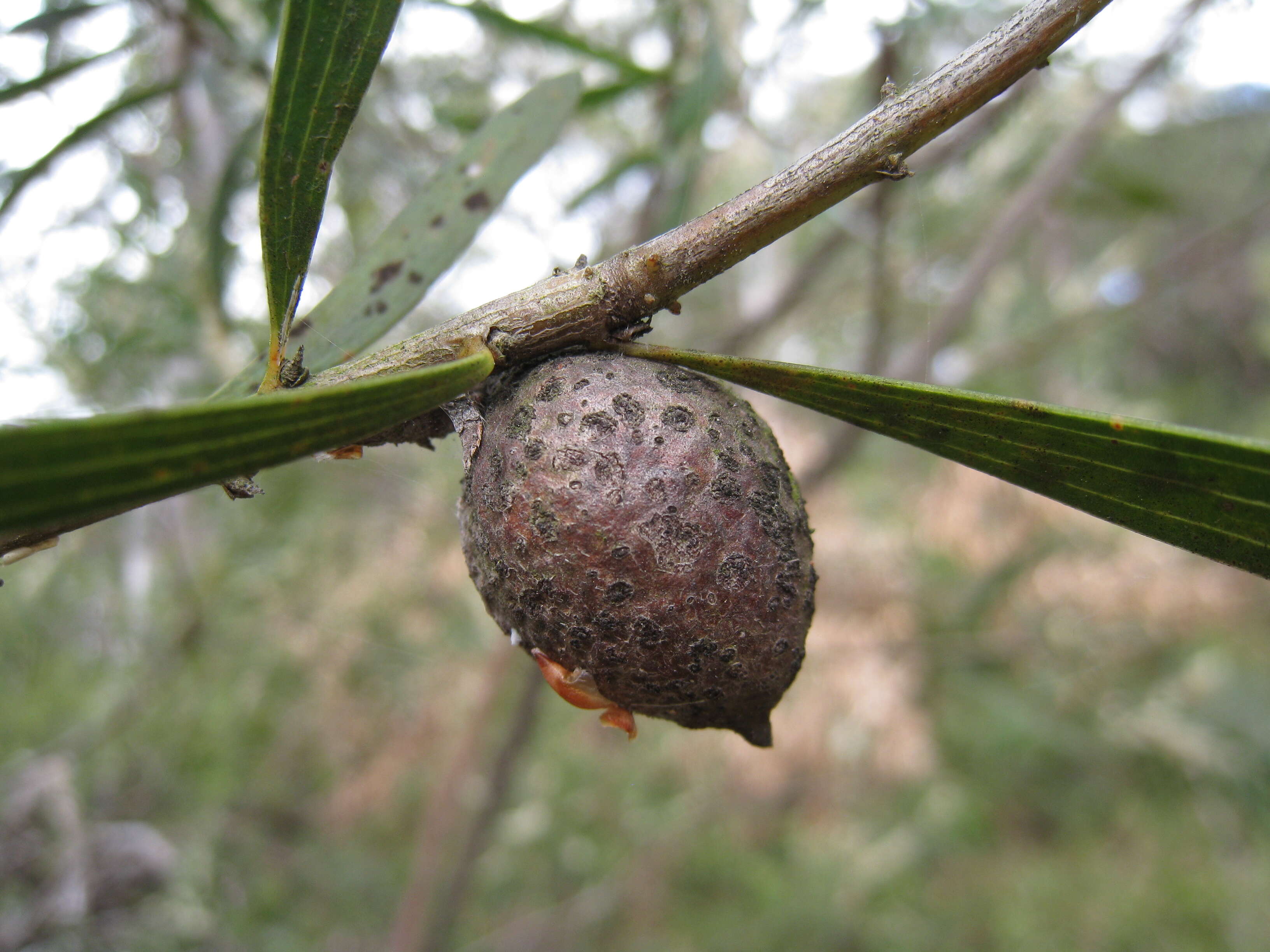 صورة Hakea dactyloidesta