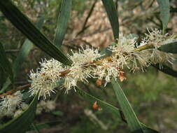 صورة Hakea dactyloidesta