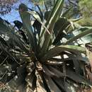 Sivun Agave atrovirens var. atrovirens kuva