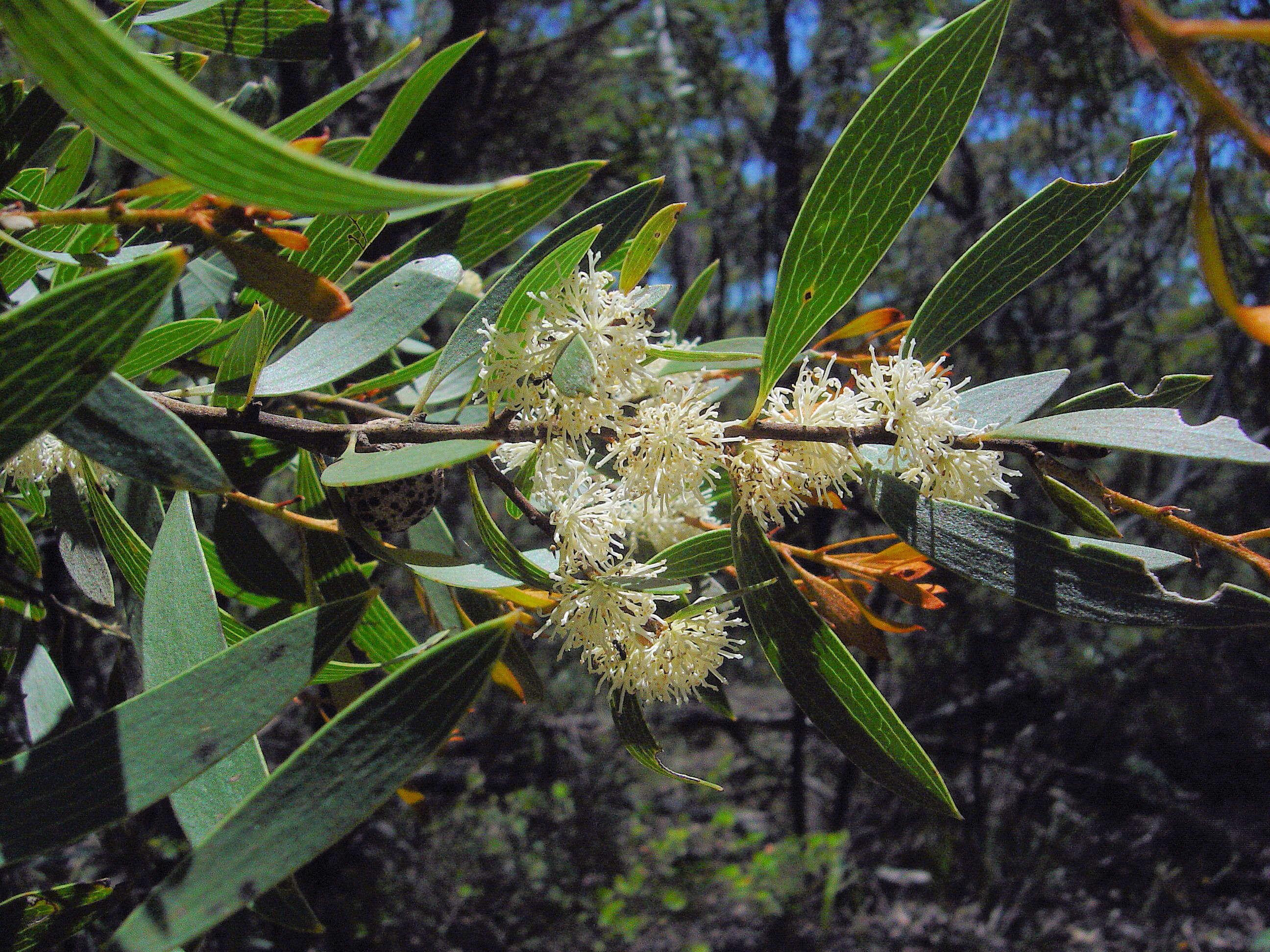 صورة Hakea dactyloidesta