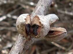 Imagem de Hakea dactyloidesta