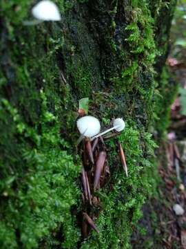 Image of Phloeomana alba (Bres.) Redhead 2016