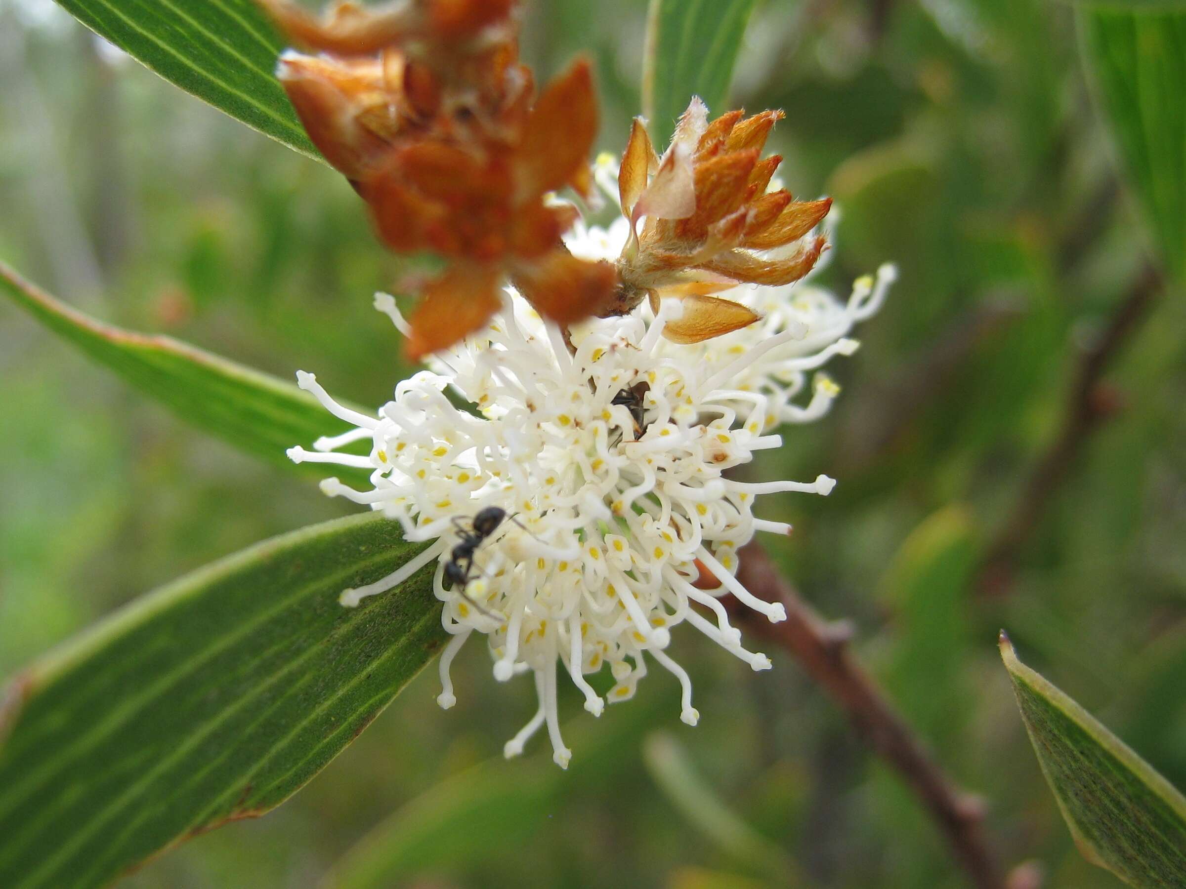 Imagem de Hakea dactyloidesta