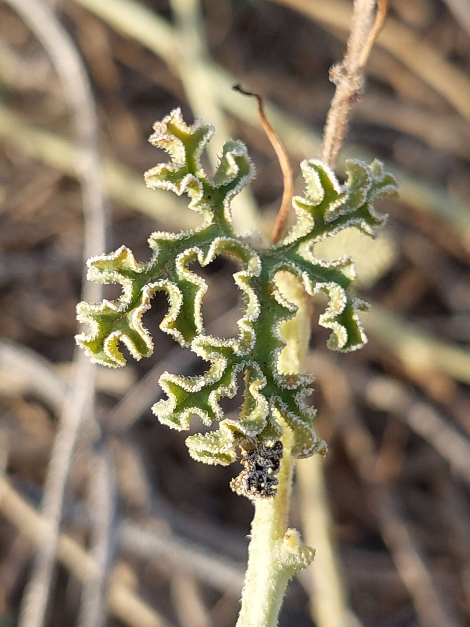 Image of Citrullus ecirrhosus Cogn.