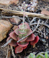 Image of Crassula cordata Thunb.