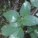 Lobelia physaloides A. Cunn. resmi