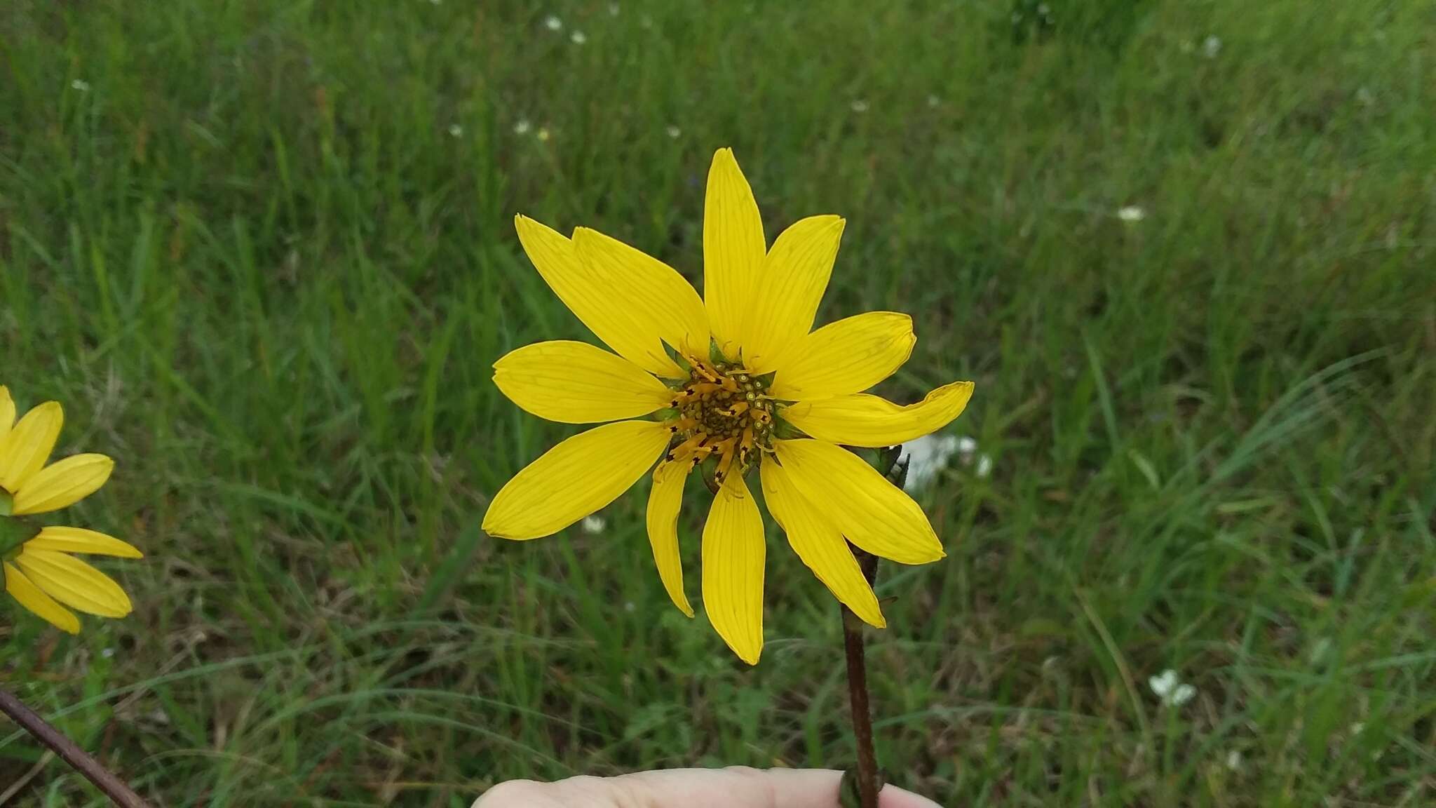 Image of slender rosinweed