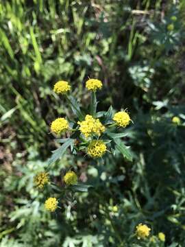 Image of sharptooth blacksnakeroot